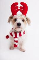 Dog dressed as a reindeer photo