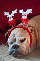 bulldog dormido después de navidad foto
