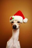 Italian Greyhound Santa Claus photo