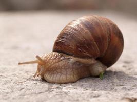 Slovenian Snail photo