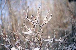 invierno, nieve en las ramas de un árbol, patrones foto