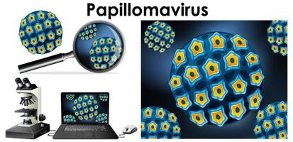 Papillomavirus virus and magnifying glass vector