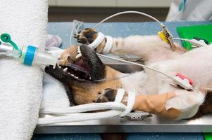 un perro incubado y preparado para el procedimiento de esterilización
