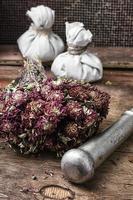 medicinal herb photo
