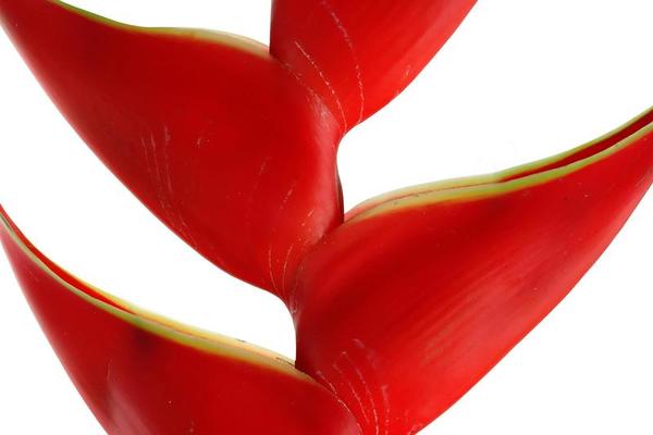 Heliconia Stock Photos, Images and Backgrounds for Free Download
