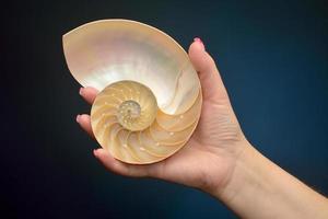 Nautilus shell sección en mano aislado sobre fondo negro foto
