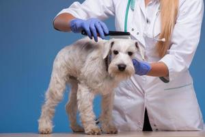 veterinario peinando un lindo perrito foto