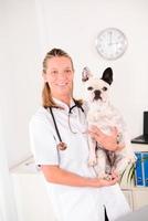 cheerful young blonde veterinary taking care of dog french bulldog photo