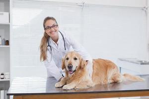 veterinario sonriente examinando un labrador
