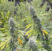 Medicinal marijuana, legally grown photo