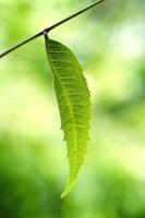 Neem leaf-Azadirachta indica