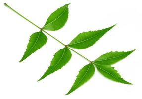 Medicinal Neem leaf