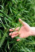 mano en un campo de trigo verde foto