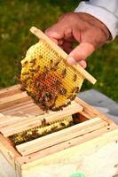 abejas en panal de boda pequeña en manos de apicultor