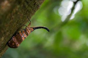 small insect in the jungle photo
