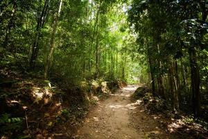 Jungle trekking on Koh Phangan