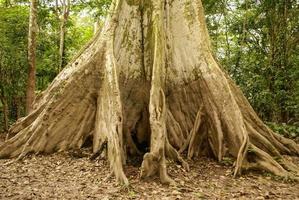 árbol de la selva amazónica
