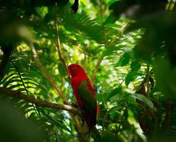 Exotic parrot in jungle