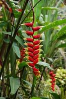Wild Heliconia Flower in Borneo Jungle