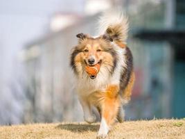 Perro, corriendo perro pastor de Shetland con bola en la boca foto