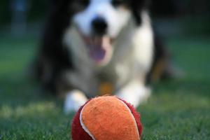 Red and orange tennis ball with a dog waiting photo