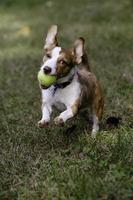 Little brown and white dog running with ball