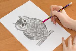 drawing of the owl on a sheet of paper photo
