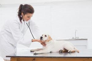 Veterinarian examining a cute dog photo