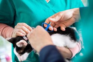 Putting microchip on cat in vet ambulant photo
