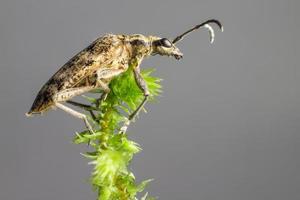 los alicates con manchas negras admiten escarabajo (rhagium mordax) foto