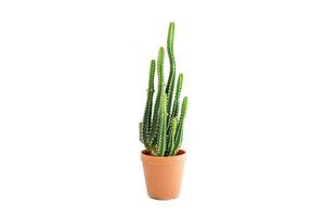 cactus sobre fondo blanco foto