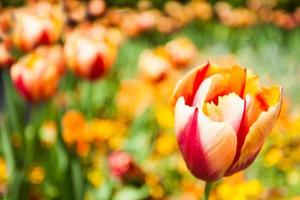 tulipán amarillo rojo