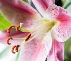 Pink lily photo