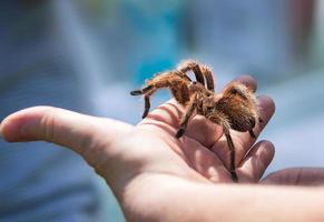 Hand holding a tarantula