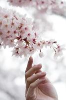 Hand of person trying to touch cherry blossoms photo