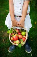 Organic apples in a basket