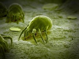 Common dust mite photo