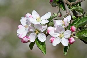 jardín de manzanas foto