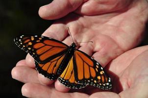 hombre con ásperas manos sosteniendo delicada mariposa monarca foto