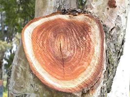 anillos concéntricos en la madera del tronco del árbol
