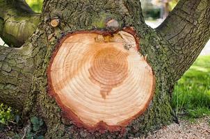 rama grande cortada de un árbol que muestra anillos concéntricos foto