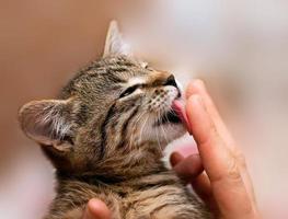 Striped kitten licking man's finger photo