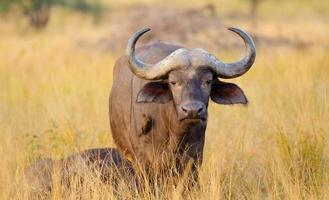 African Cape Buffalo - South Africa photo