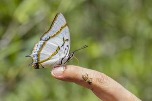 Great Nawab Butterfly