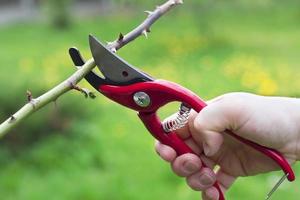 Red clippers being used on branch