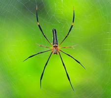 Primer plano macro araña en el salvaje Asia Tailandia
