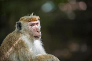 mono macaco foto
