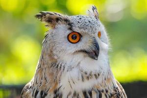 eurasian eagle owl (Bubo bubo)