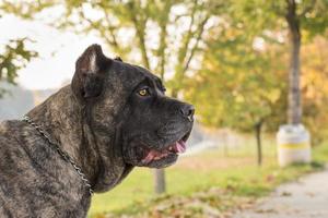 Portrait of beautiful Cane Corso dog standing outdoors photo