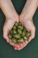 Harvested green gooseberries in woman palms photo